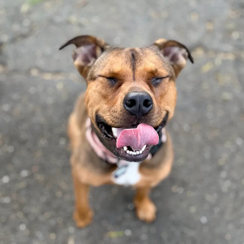 An adult large-sized male Yellow / Tan / Blond / Fawn Mixed Breed dog named King Zion for adoption in San Francisco, CA