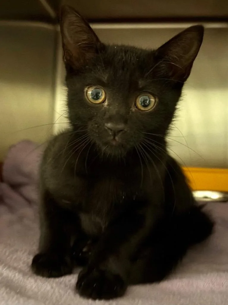 A baby small-sized female Domestic Short Hair cat named Marley for adoption in Ocala, FL