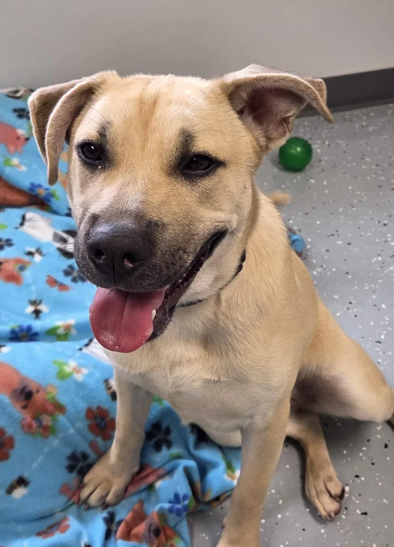 A young large-sized female Labrador Retriever dog named Harper for adoption in Greenville, IL