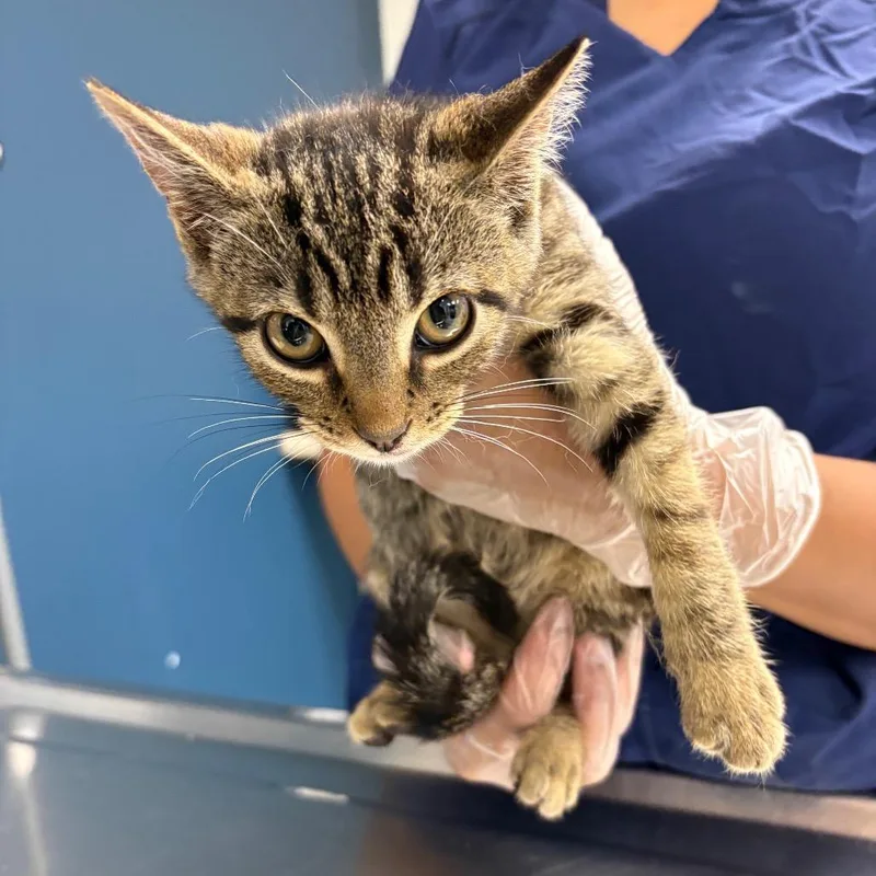 A baby small-sized male Brown / Chocolate Domestic Short Hair cat named Soulja Boy for adoption in Newark, NJ