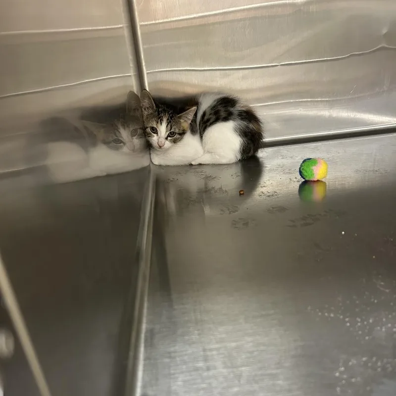 A baby small-sized female Calico Domestic Short Hair cat named Clover for adoption in Ottawa, KS