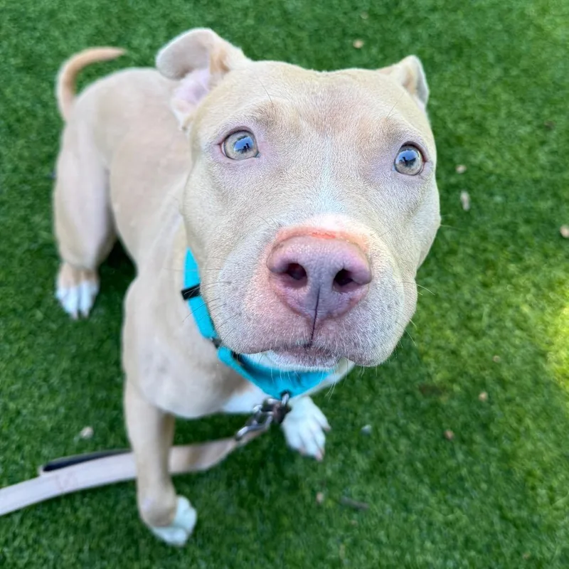 An adult medium-sized female Yellow / Tan / Blond / Fawn Mixed Breed dog named Remy for adoption in Warwick, RI