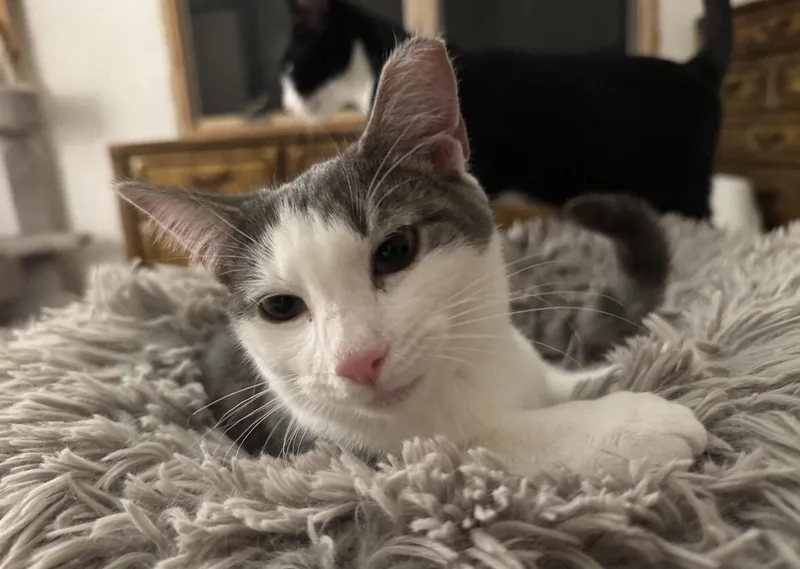 An adult medium-sized female Gray / Blue / Silver Domestic Short Hair cat named Misty Mountain for adoption in North Babylon, NY