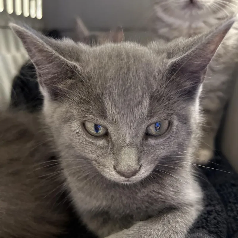A baby small-sized male Gray / Blue / Silver Domestic Short Hair cat named BumBum for adoption in Mount Juliet, TN
