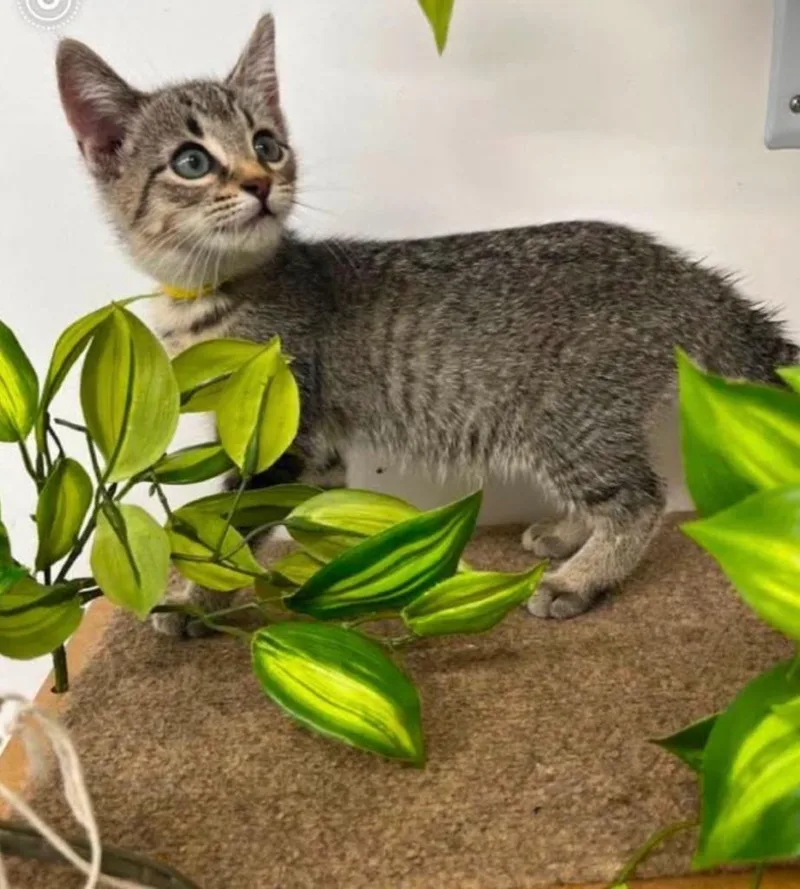 A baby small-sized male Domestic Short Hair cat named Sarge for adoption in Ada, OK