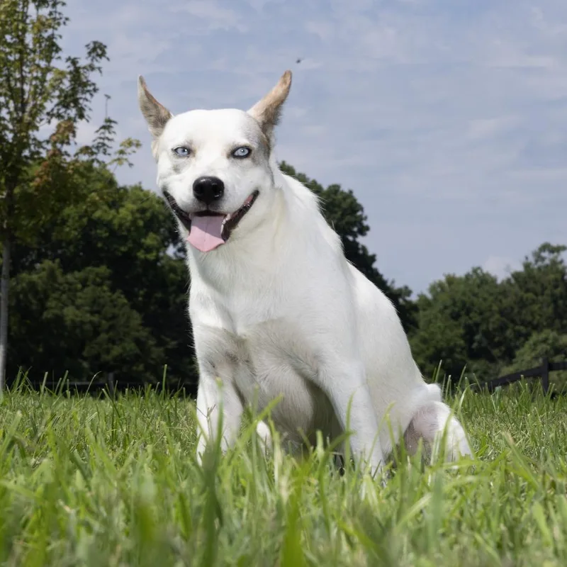 An adult medium-sized male White / Cream Mixed Breed dog named Hooch for adoption in Franklin, TN