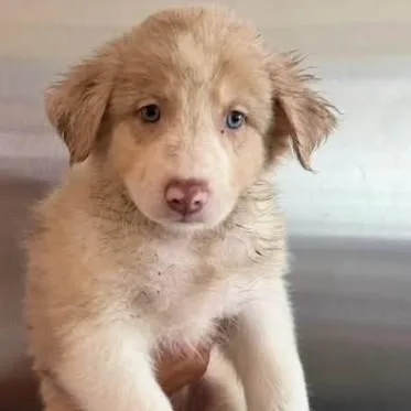 A baby medium-sized female White / Cream Australian Shepherd dog named Aussie puppygirl for adoption in Agua Dulce, CA
