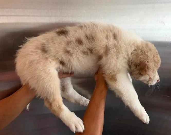 Aussie puppygirl thumbnail 2