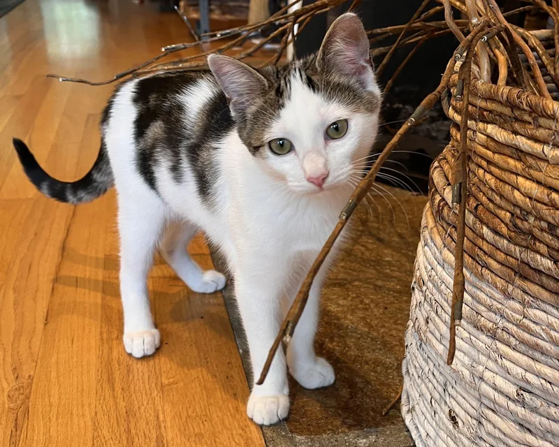 A baby large-sized male White Domestic Short Hair cat named Boba and Mochi for adoption in Seattle, WA
