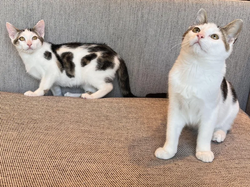 Boba and Mochi thumbnail 2