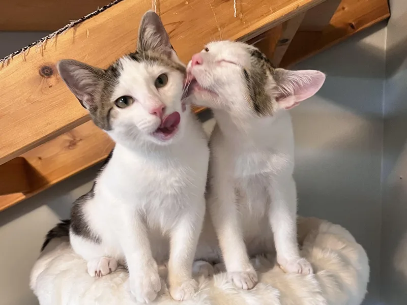 Boba and Mochi thumbnail 6