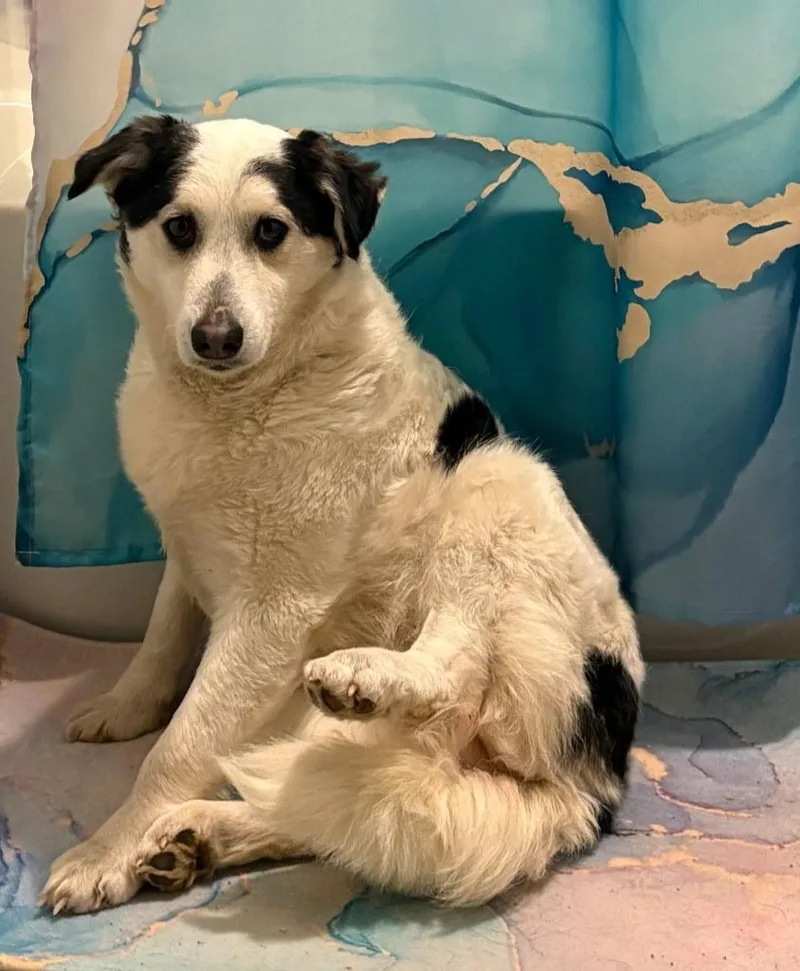 A young medium-sized female Husky dog named Lizzy for adoption in merrillville, IN
