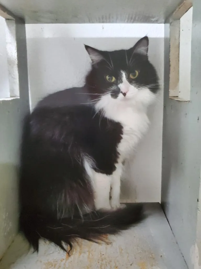 An adult medium-sized female Domestic Long Hair cat named Paris for adoption in Philippi, WV