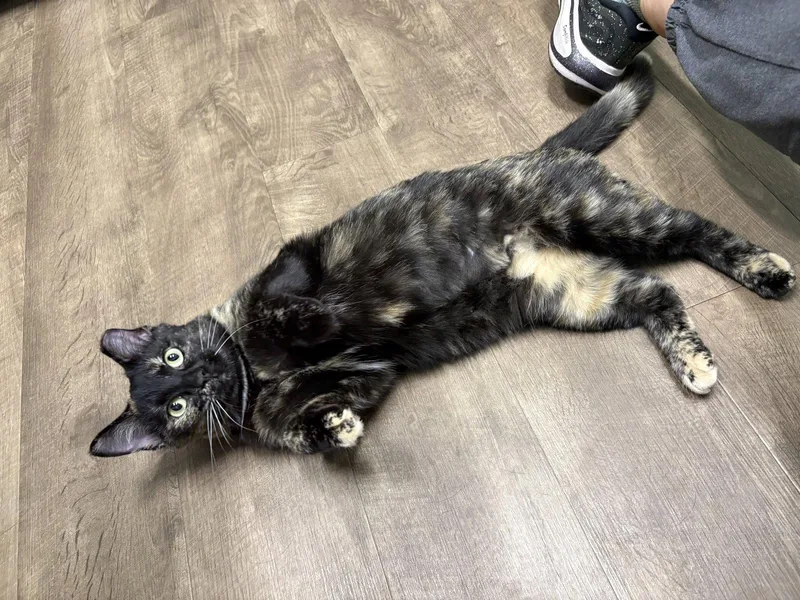 An adult medium-sized female Domestic Short Hair cat named Angelica for adoption in Wheaton, IL
