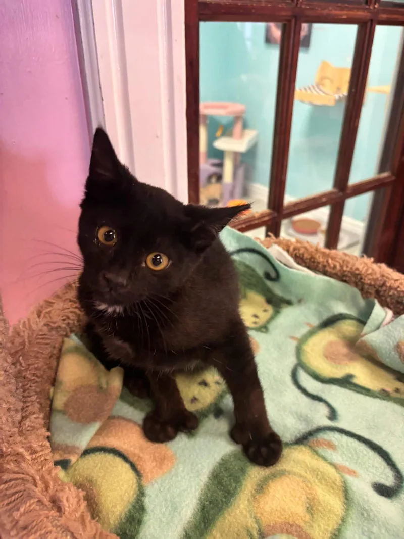 A young small-sized male Black & White / Tuxedo Domestic Short Hair cat named Bean for adoption in Freeport, NY
