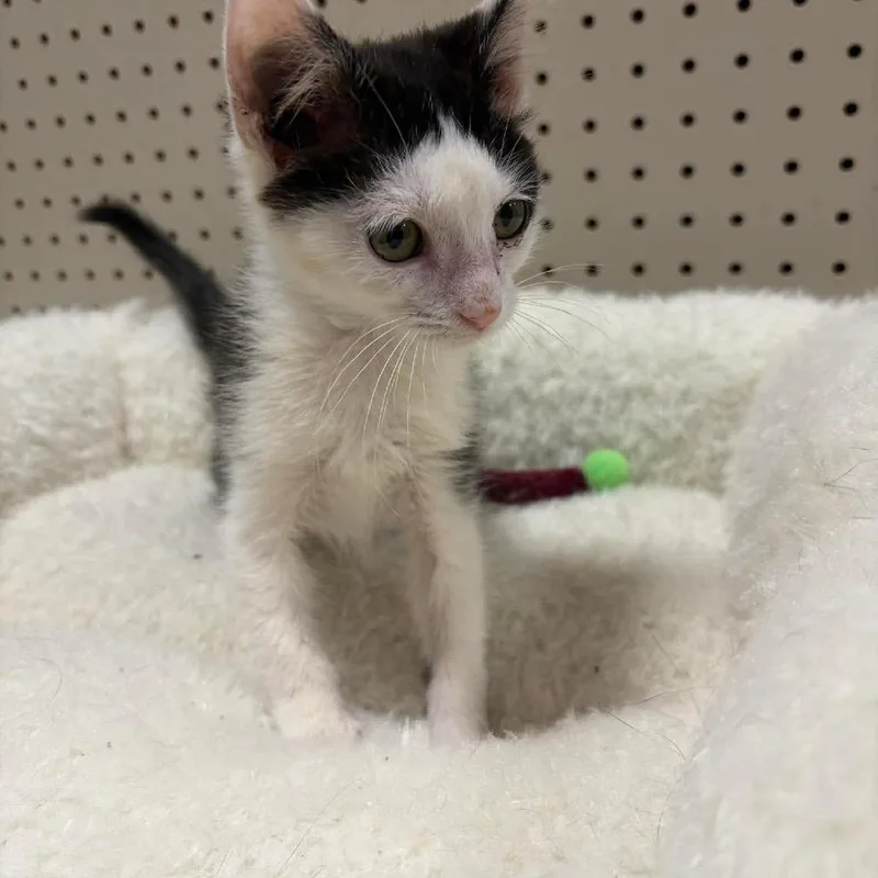 A baby small-sized female Black Domestic Short Hair cat named Corriente for adoption in Brevard, NC