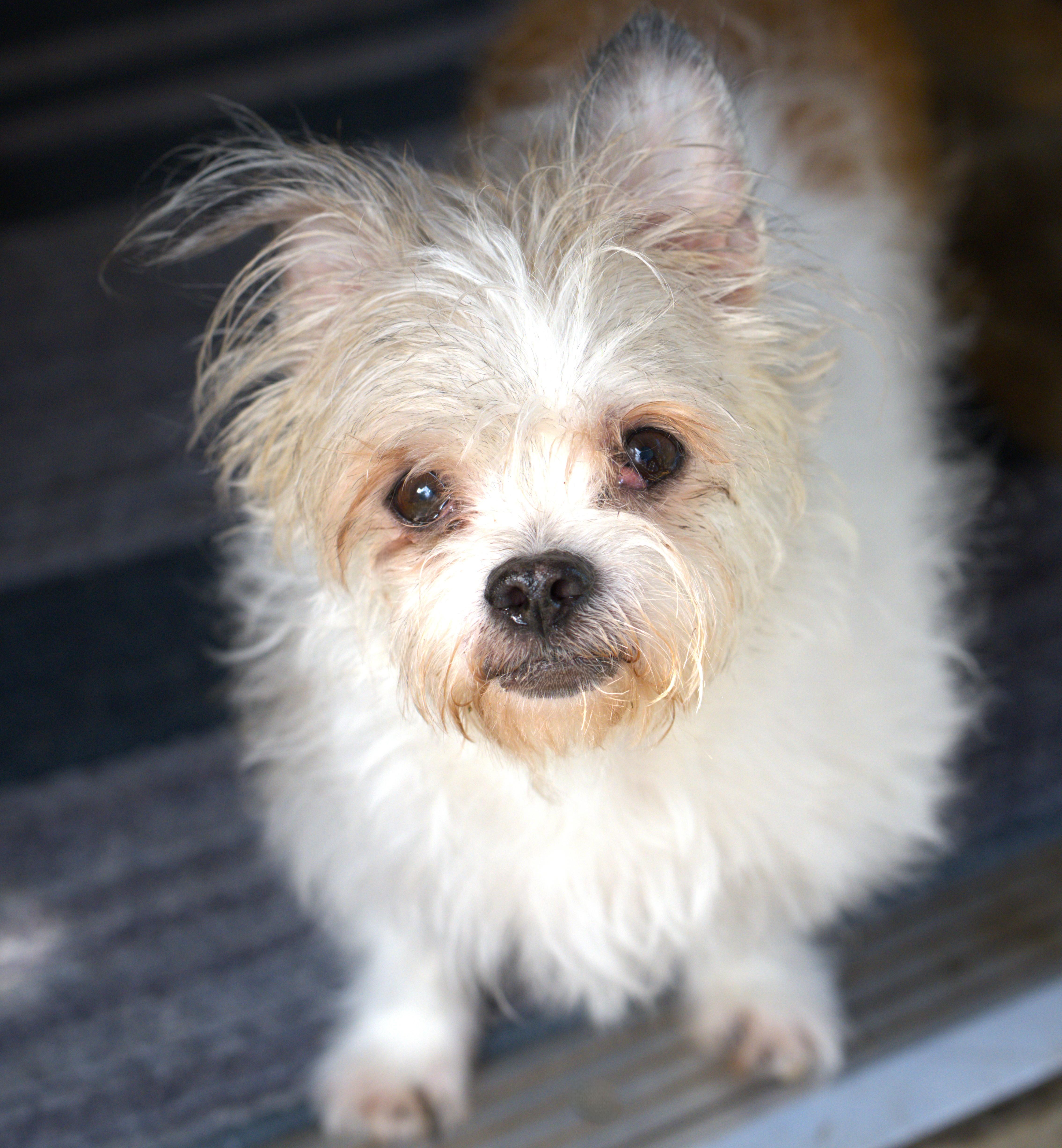 A senior small-sized female White / Cream Terrier dog named Beatrice for adoption in Hoquiam, WA