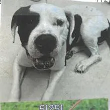A young medium-sized female Mixed Breed dog named Calf for adoption in West Palm Beach, FL