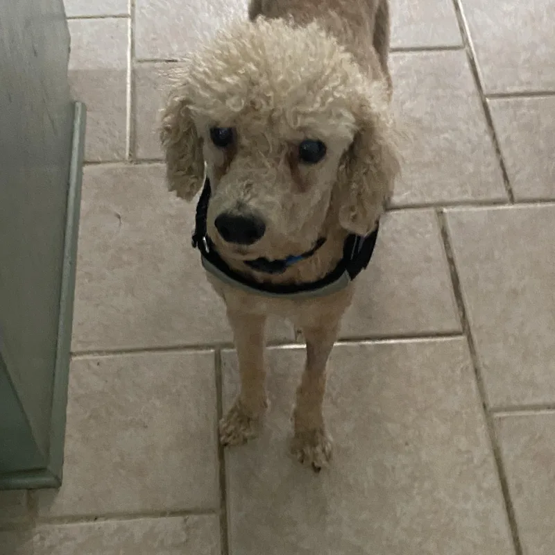 Louie
