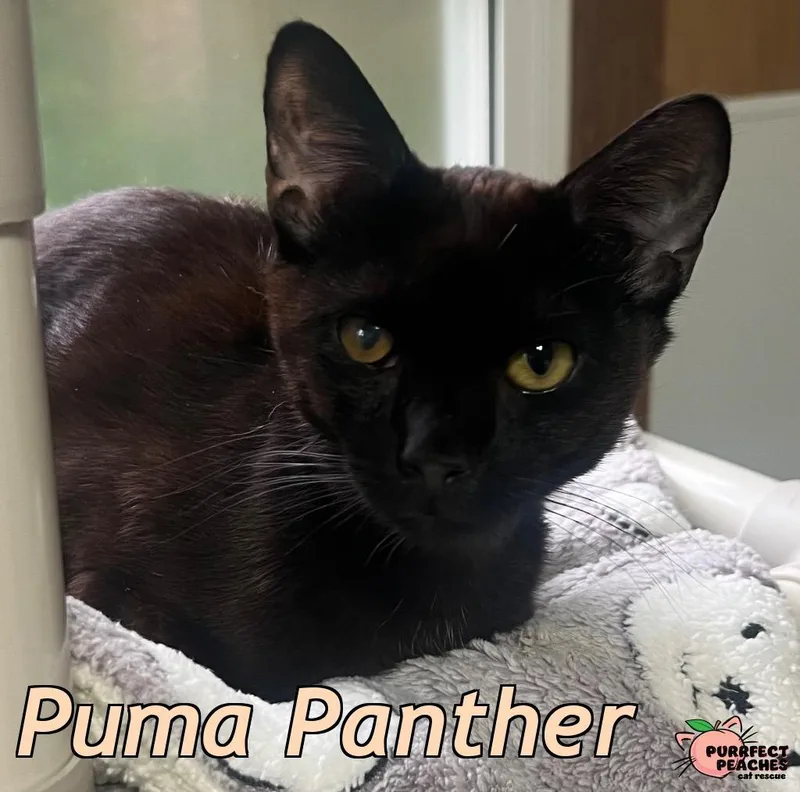 Puma Panther