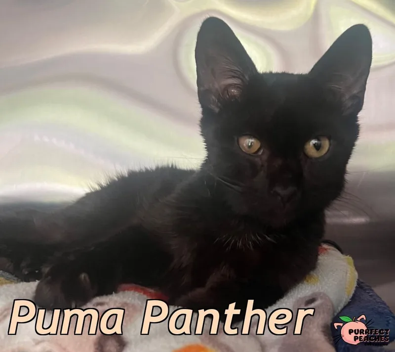 Puma Panther thumbnail 2