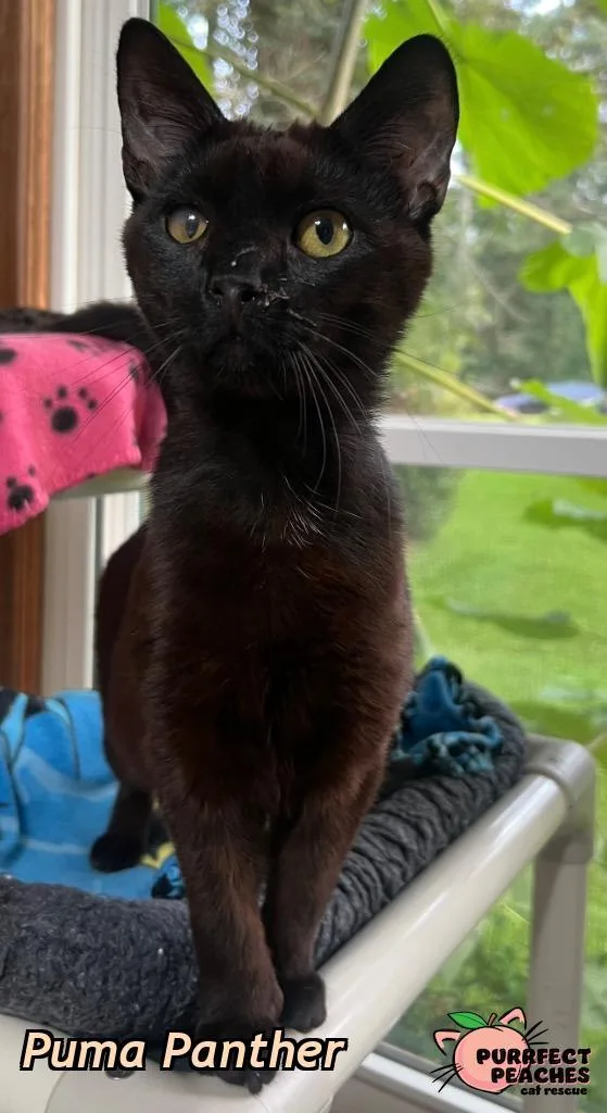 Puma Panther thumbnail 3