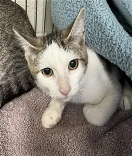 A baby medium-sized female Domestic Short Hair cat named Squirmy Wormie for adoption in Peoria, IL