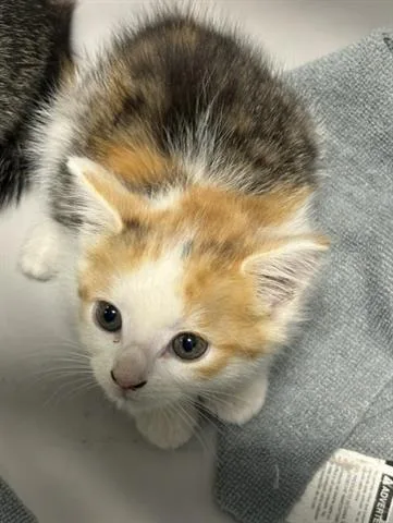 A baby small-sized female Domestic Short Hair cat named Cashmere for adoption in San Martin, CA