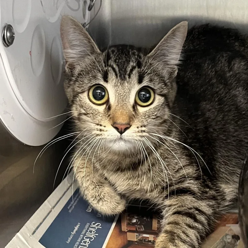 A young medium-sized female Brown / Chocolate Domestic Short Hair cat named Oona And Leo for adoption in Oak Park, IL