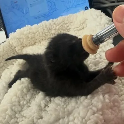A baby small-sized male Black Domestic Short Hair cat named Gnocchi for adoption in Brooklyn, NY