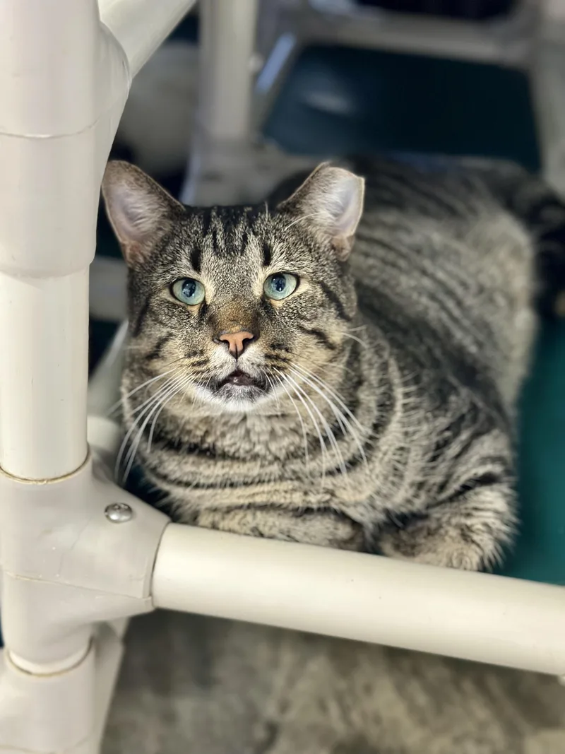 An adult large-sized male Tabby (Brown / Chocolate) Domestic Short Hair cat named Brutus for adoption in Faribault, MN