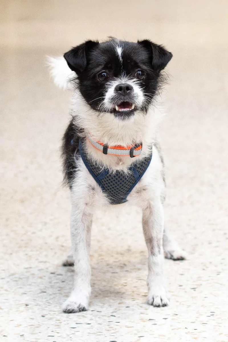 An adult small-sized male Black Shih Tzu dog named Koa for adoption in Farmington, MN