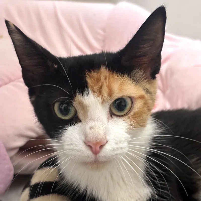 An adult medium-sized female Calico Domestic Short Hair cat named Betty Boop for adoption in Brownsboro, AL