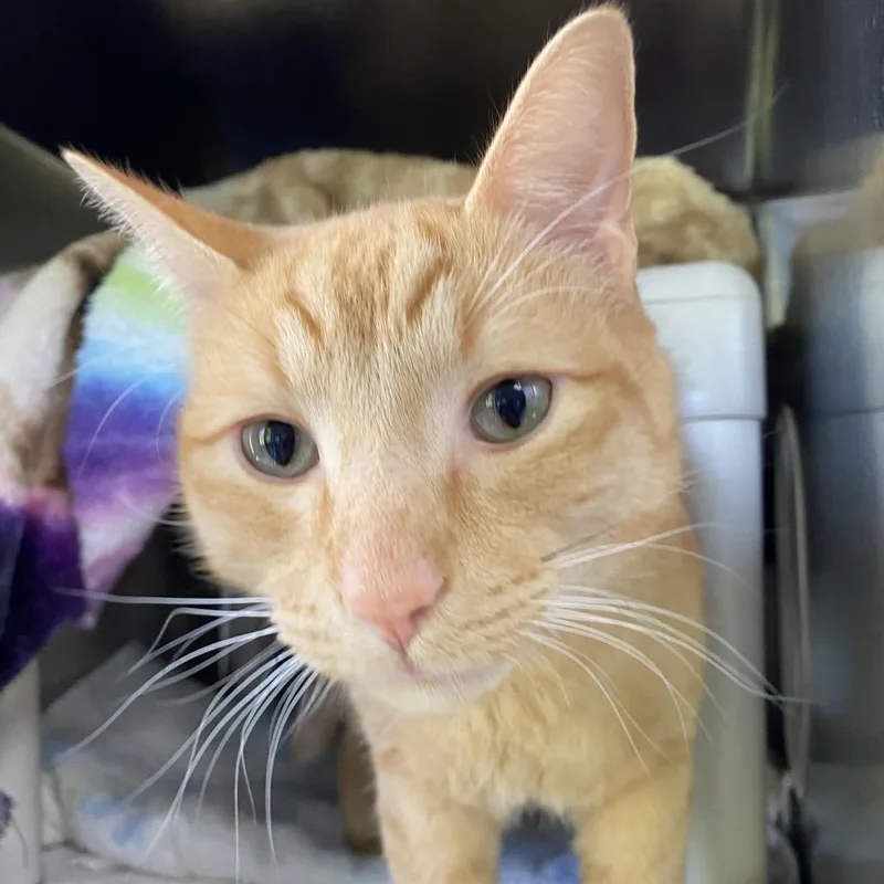 An adult large-sized male Orange / Red Domestic Short Hair cat named Lean Cuisine for adoption in Grand Rapids, MI