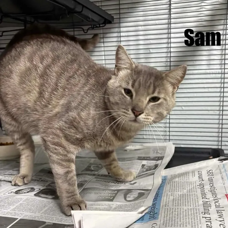 A young small-sized male Gray / Blue / Silver Domestic Short Hair cat named Sam for adoption in Washington, DC
