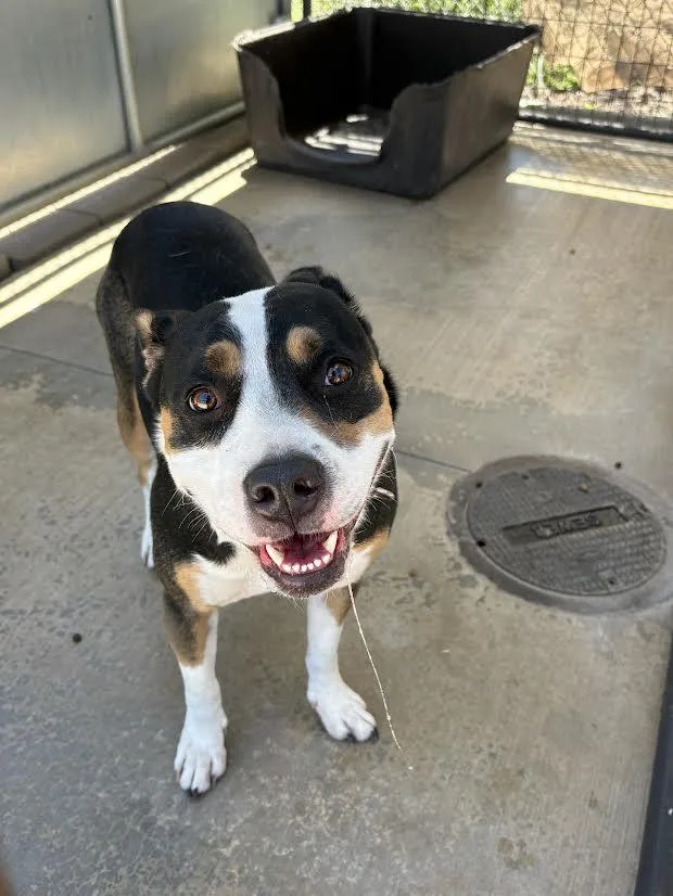 An adult medium-sized female Tricolor (Brown, Black, & White) Pit Bull Terrier dog named Daisy for adoption in Oakdale, CA