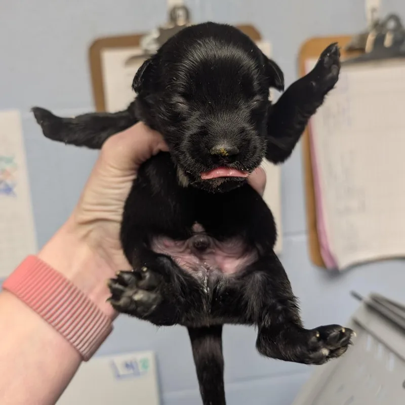 A baby medium-sized male Black Mixed Breed dog named Luigi for adoption in DeKalb, IL