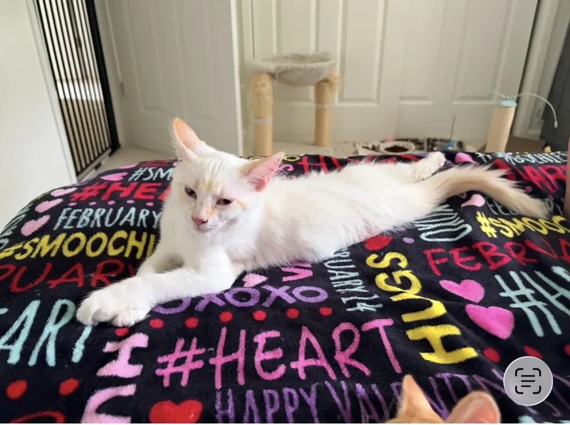 A baby medium-sized male Flame Point Siamese cat named Orange Ears for adoption in Maple Valley, WA
