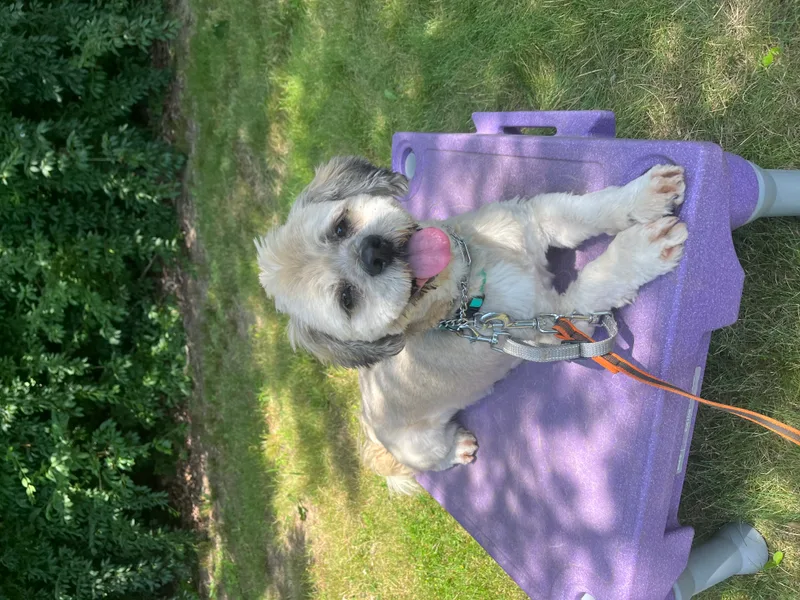 Rocky Long Island thumbnail 2