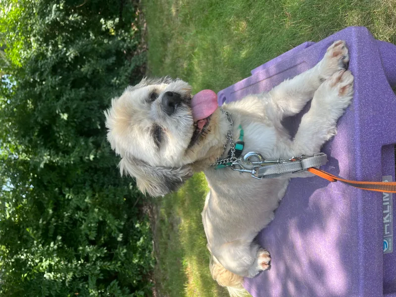 Rocky Long Island thumbnail 4