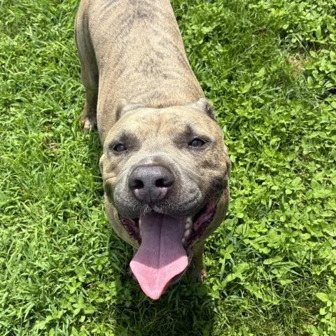 An adult large-sized male Mixed Breed dog named Goose Man for adoption in Pensacola, FL