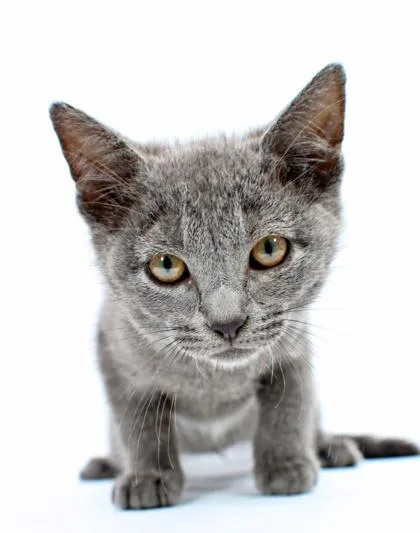 A baby small-sized female Domestic Short Hair cat named Waverly for adoption in Morton Grove, IL