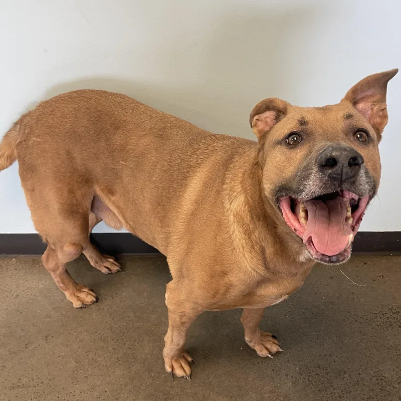A senior large-sized male Golden Mixed Breed dog named Otis for adoption in Mishawaka, IN