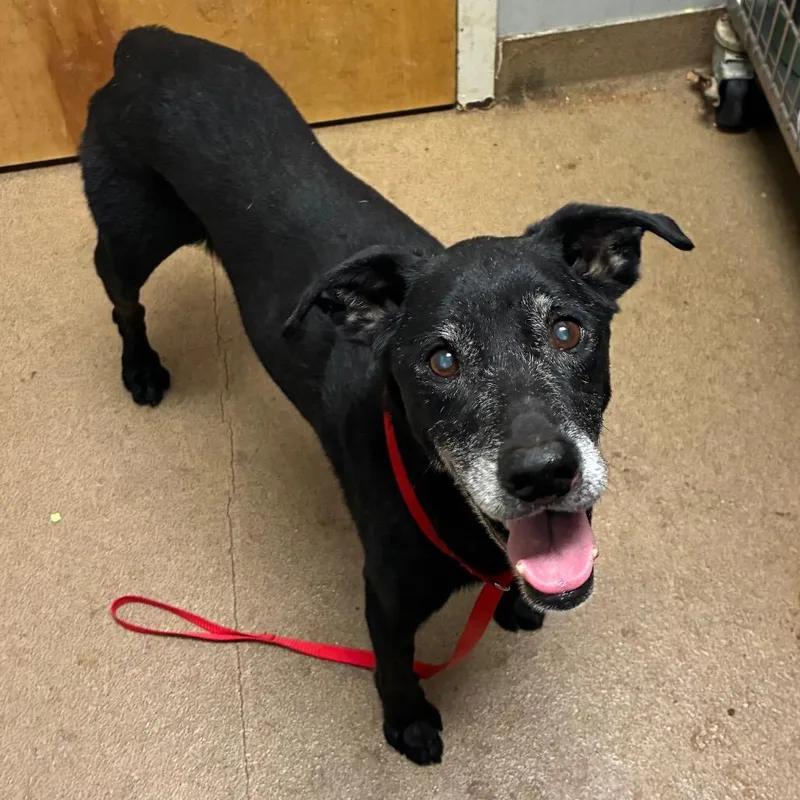A senior medium-sized male Black Mixed Breed dog named Briggs for adoption in Chattanooga, TN