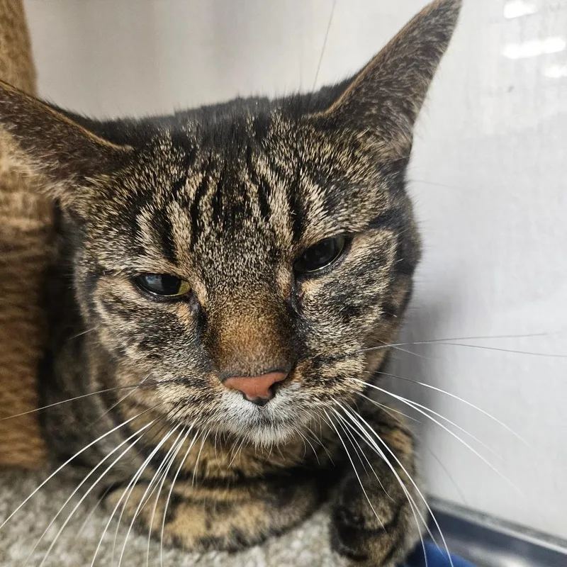 An adult small-sized female Brown / Chocolate Domestic Short Hair cat named Zoey for adoption in Grantsville, UT