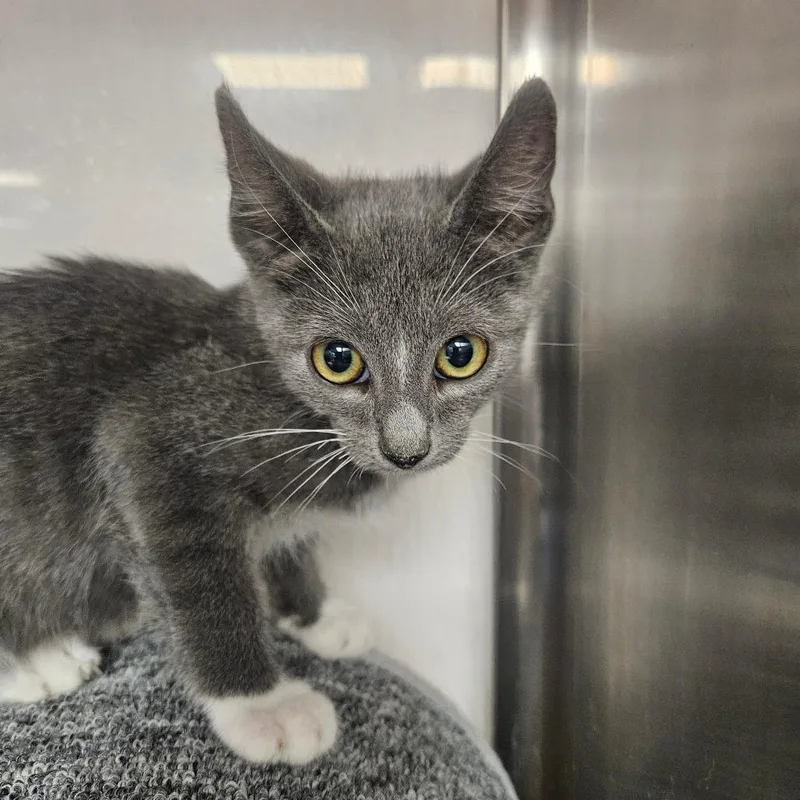 A baby small-sized male Gray / Blue / Silver Domestic Short Hair cat named Gladius for adoption in Grantsville, UT