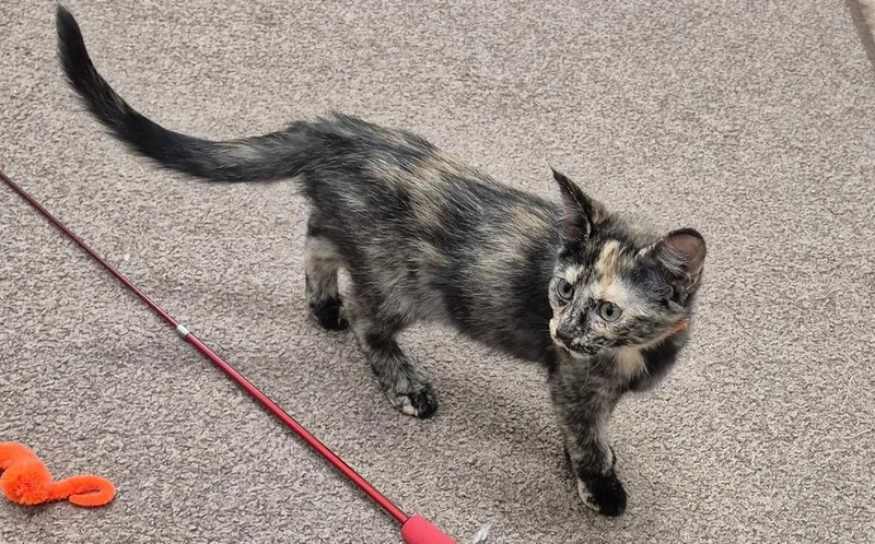 A baby small-sized female Tortoiseshell Domestic Short Hair cat named Shamrock for adoption in South Bend, IN