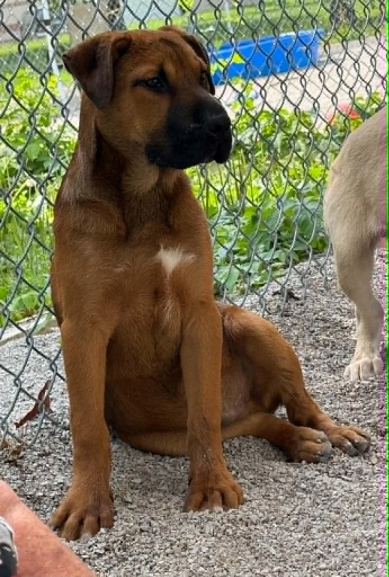 A baby medium-sized male Brown / Chocolate Mastiff dog named Moose for adoption in Springfield, IL
