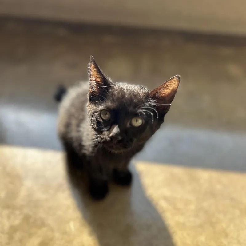 A baby small-sized male Black Domestic Short Hair cat named Bristol for adoption in Green Bay, WI