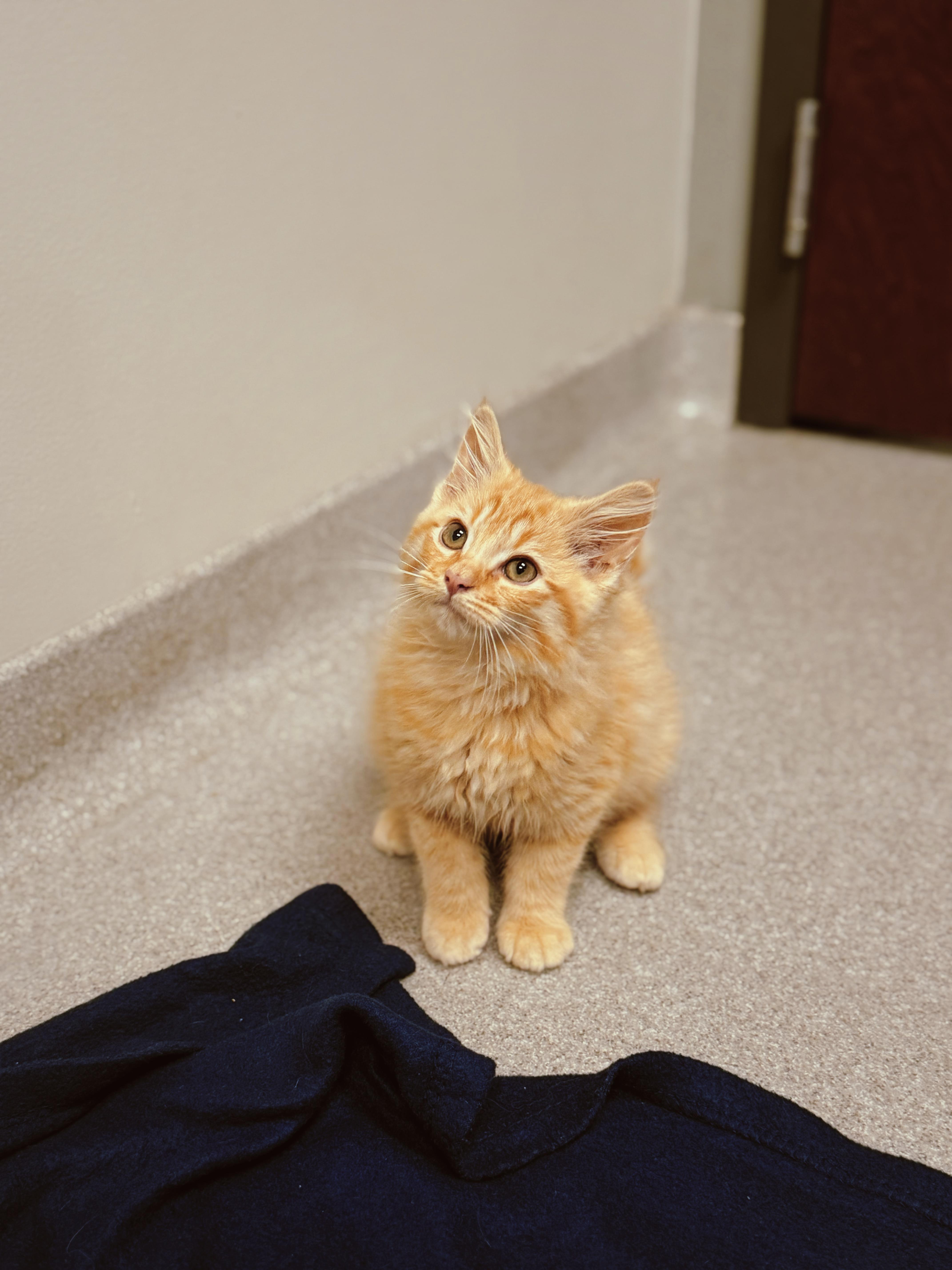 A baby medium-sized male Orange & White Domestic Long Hair cat named Miles Morales for adoption in BOONE, NC